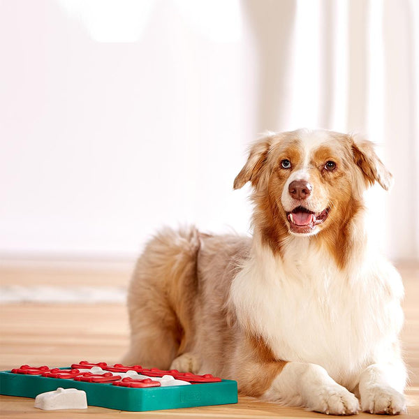 Interactive Puzzle Toys Your Dog Will Love!
