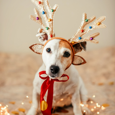 Celebrate Safely: Holiday Precautions for Pet Parents