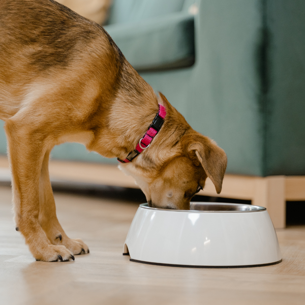 Thanksgiving Food Safety: Keeping Your Pup Safe at the Feast