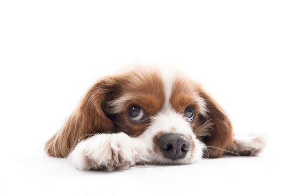 Keeping Puppies and Young Dogs Calm and Relaxed During Vet Visits: A Guide for Pet Parents