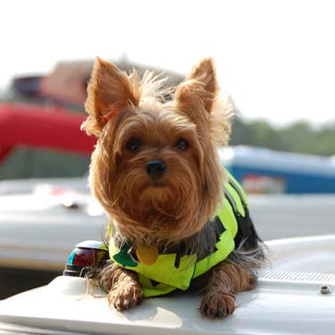 Life Jacket - Safety Neon Yellow by Paws Aboard